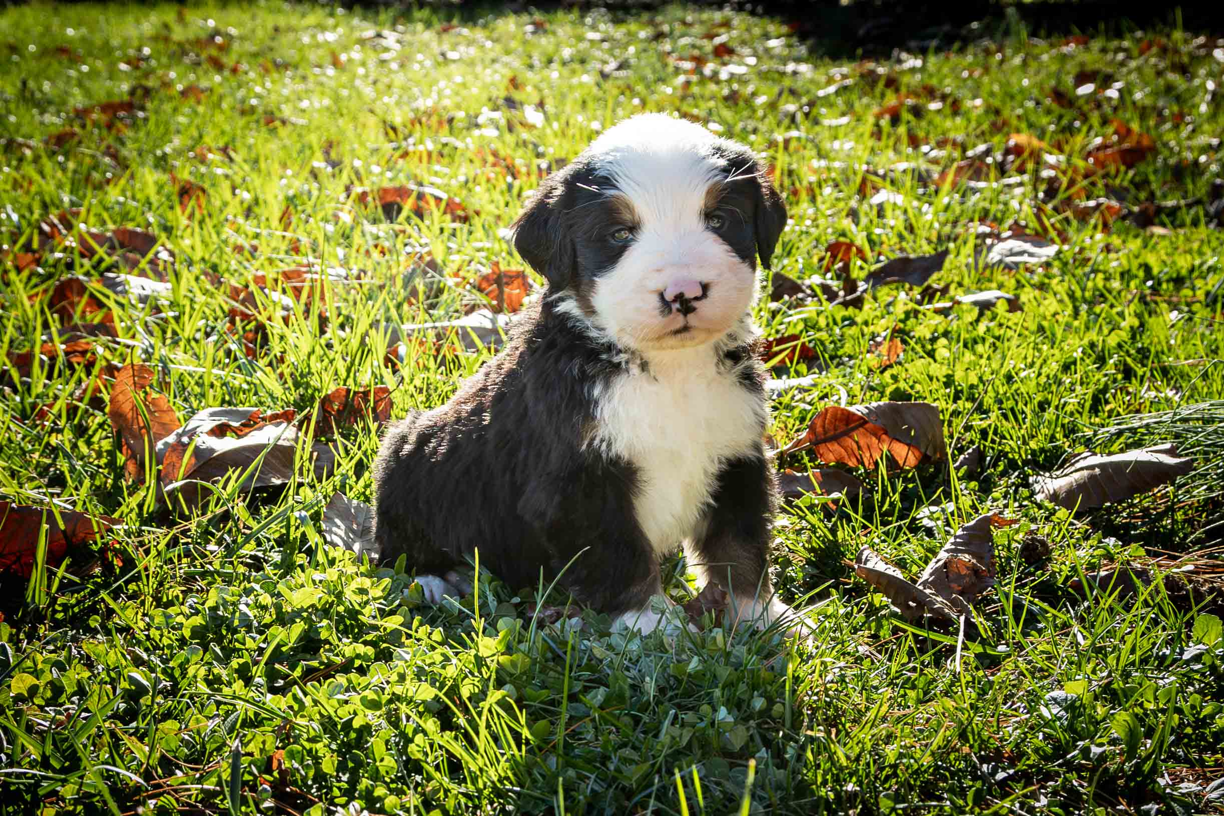 puppy, for, sale, Bernese Mountain Dog, Emanuel  Glick, dog, breeder, Bird-In-Hand, PA, dog-breeder, puppy-for-sale, forsale, nearby, find, puppyfind, locator, puppylocator, aca